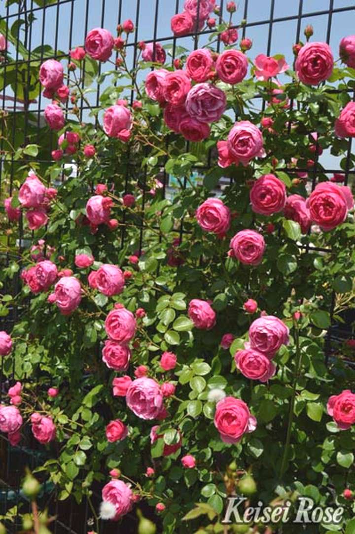 バラ大苗 ポンポネッラ 4.5号ロングポット 京成バラ園芸 PVP｜花木04