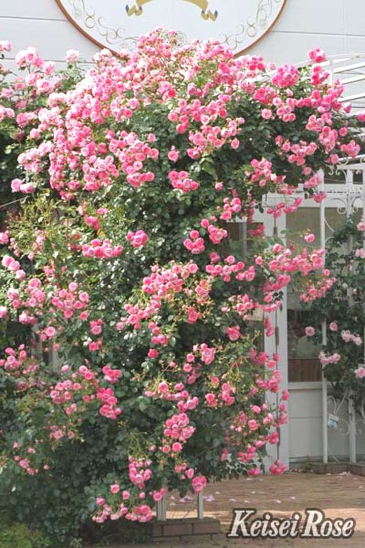 バラ大苗 ポンポネッラ 4.5号ロングポット 京成バラ園芸 PVP｜花木04