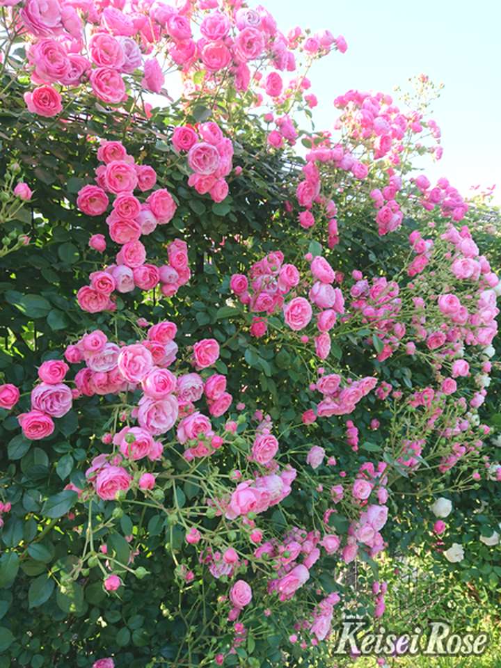 バラ大苗 ポンポネッラ 4.5号ロングポット 京成バラ園芸 PVP｜花木04