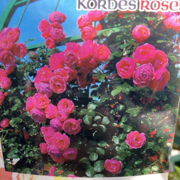 バラ大苗 ポンポネッラ 4.5号ロングポット 京成バラ園芸 PVP｜花木04