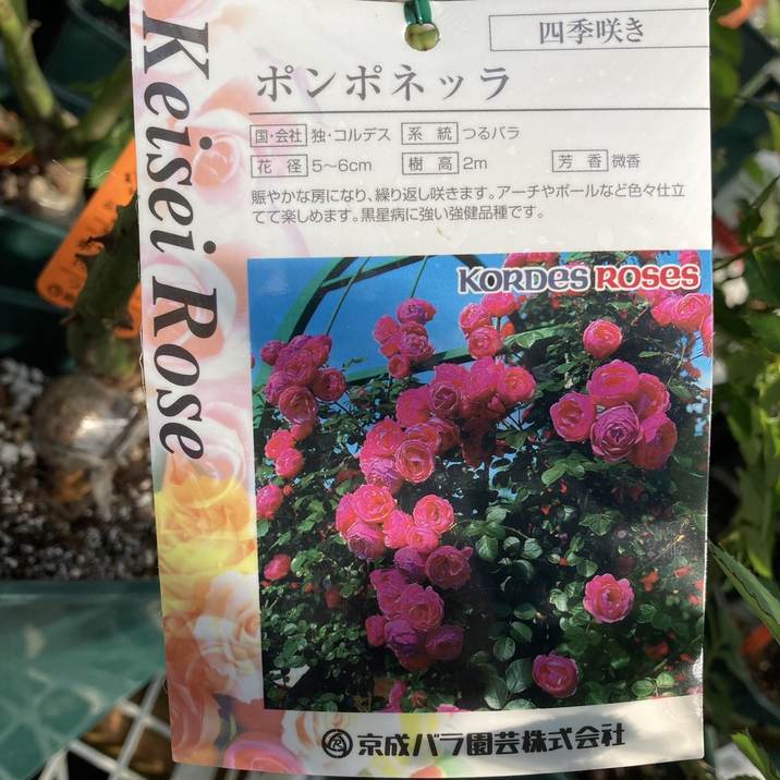 バラ大苗 ポンポネッラ 4.5号ロングポット 京成バラ園芸 PVP｜花木04