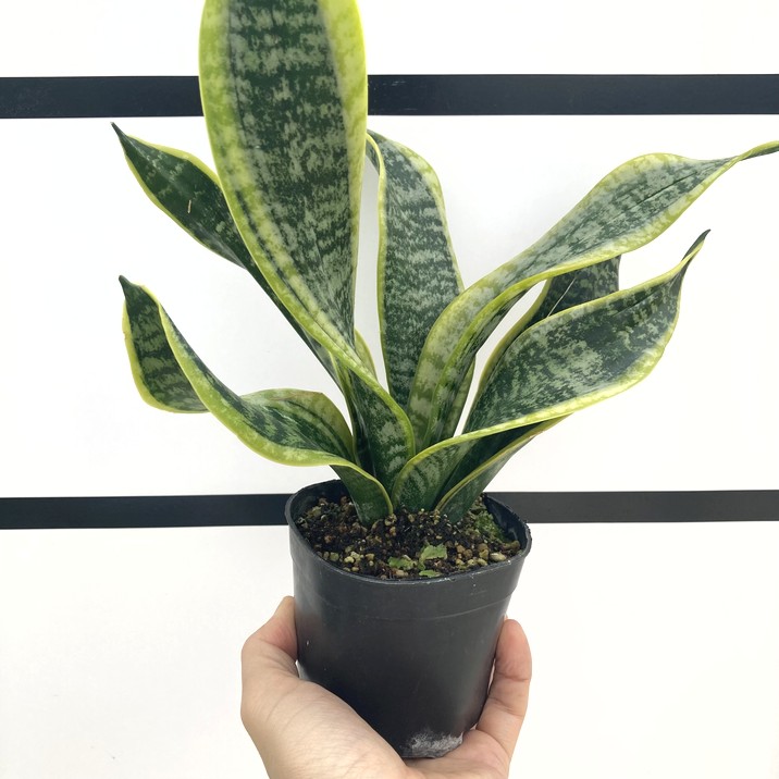 m*o様 サンスベリア　バードビーク Yahoo!オークション - サンスベリア・バードビーク Sansevieria