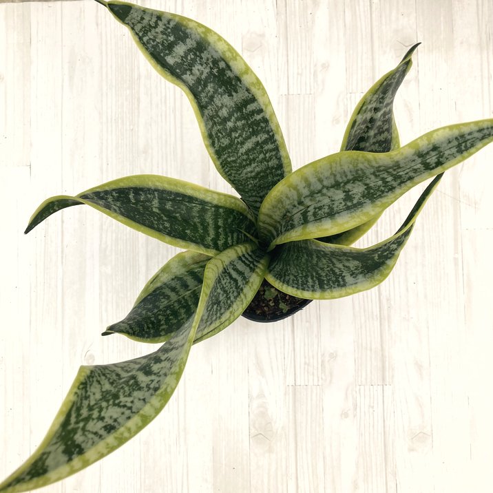 期間限定10％OFF！】サンスベリア 3.5号 ツイスター 生産鉢仕様｜観葉