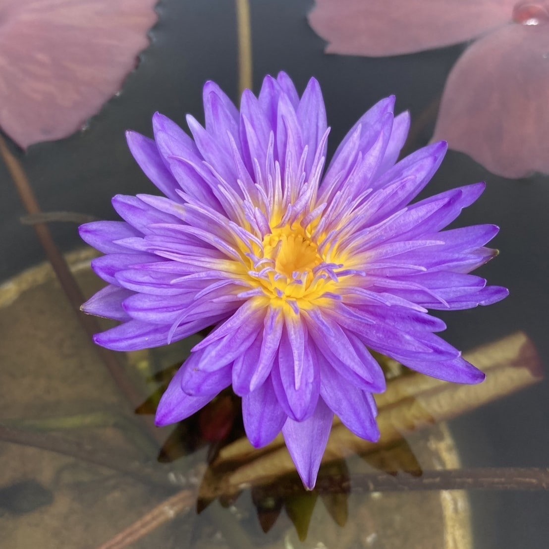 数量限定】熱帯スイレン 4号 ウルトラバイオレット｜草花01-D1 | 草花