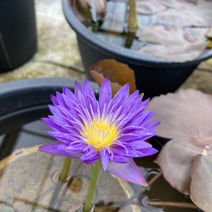 数量限定】熱帯スイレン 4号 ウルトラバイオレット｜草花01-D1 | 草花