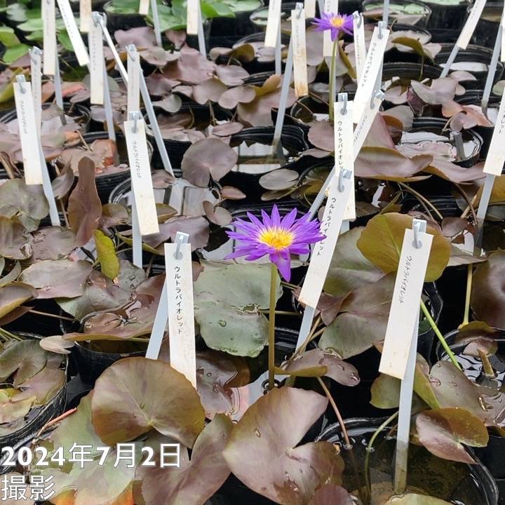数量限定】熱帯スイレン 4号 ウルトラバイオレット｜草花01-D1 | 草花