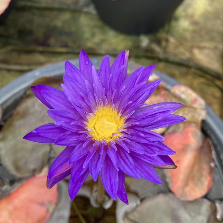 数量限定】熱帯スイレン 4号 ウルトラバイオレット｜草花01-D1 | 草花