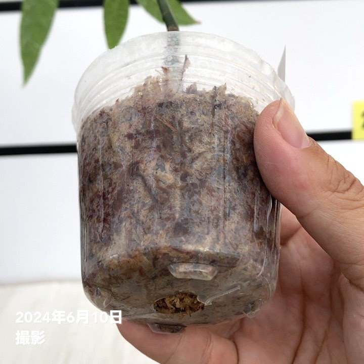 斑入りパキラ　実生苗　2 斑入りパキラ 実生苗 no2