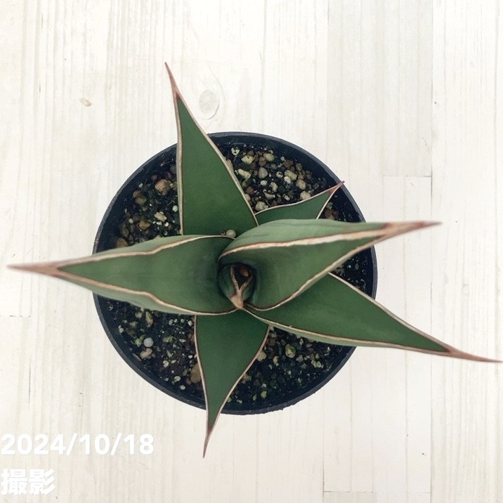 j*A様 サンセベリア ロリダ＆ピンギキュラ＆シーザー の３鉢での販売、梱包発送 サンセベリア：ロリダ 3号スクエア鉢植え の通販 | 園芸ネット