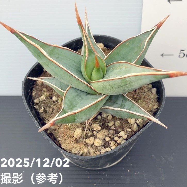 期間限定10％OFF！】サンスベリア 3.5号 ピンギキュラ 生産鉢仕様