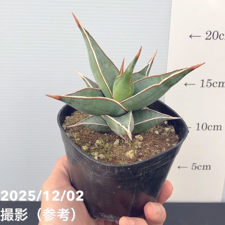 期間限定10％OFF！】サンスベリア 3.5号 ピンギキュラ 生産鉢仕様