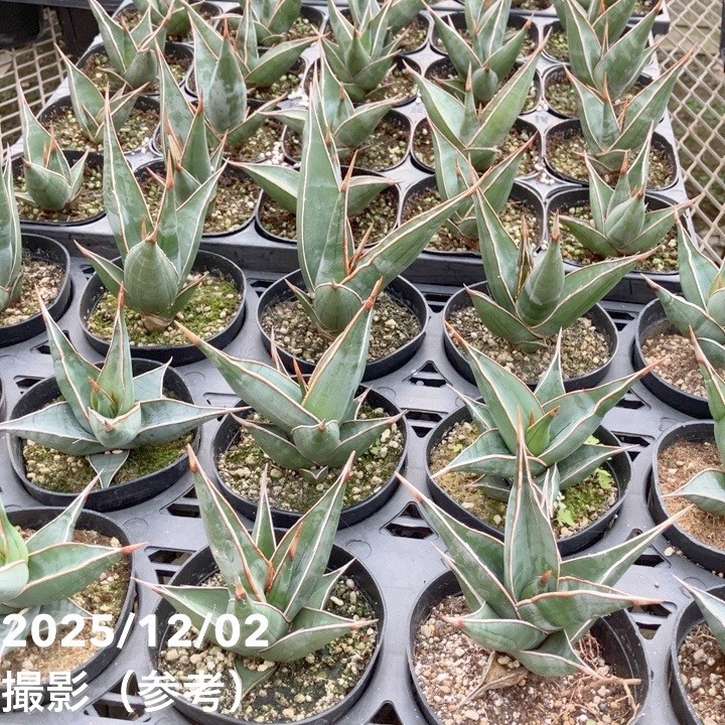 サンスベリア 3.5号 ピンギキュラ 生産鉢仕様｜観葉02-D2 | 観葉・多肉