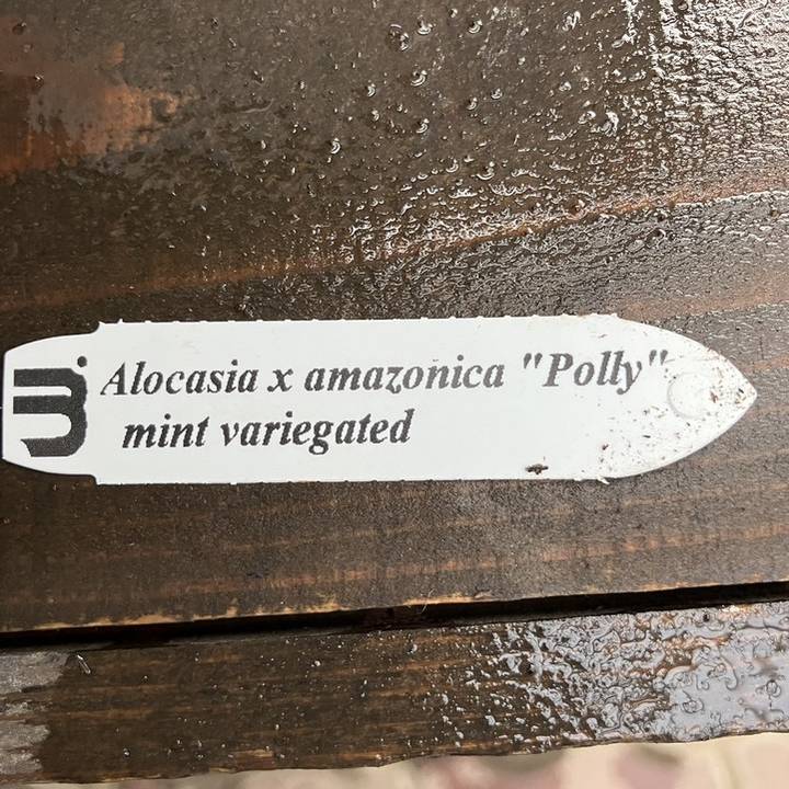 アロカシア アマゾニカ ポリーミント バリエガータ 斑入り Alocasia x