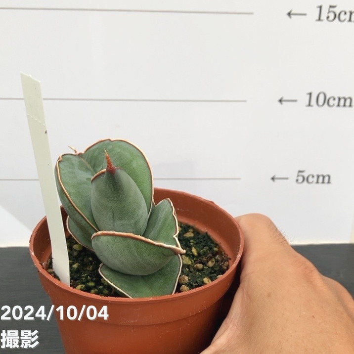 セール中　斑入り　サンセベリア　Longifolia サンスベリア サンセベリア：ボンセレンシス 3号鉢植え* の通販 | 園芸ネット