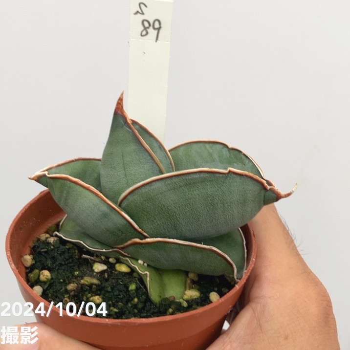 期間限定10％OFF！】【現品お届け】サンスベリア 3号 バナナ 生産鉢