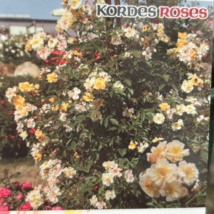 バラ大苗 サニー シルエッタ 4.5号ロングポット 京成バラ園芸｜花木04