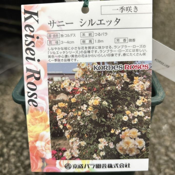バラ大苗 サニー シルエッタ 4.5号ロングポット 京成バラ園芸｜花木04
