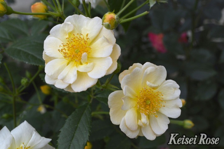 バラ大苗 サニー シルエッタ 4.5号ロングポット 京成バラ園芸｜花木04