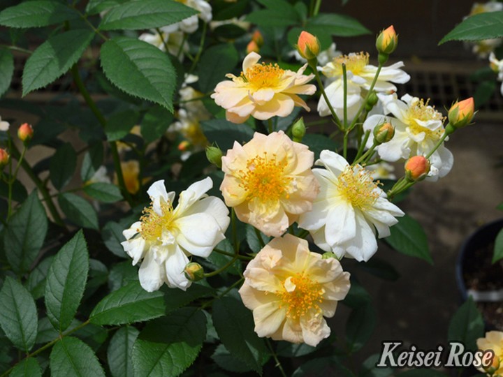 バラ大苗 サニー シルエッタ 4.5号ロングポット 京成バラ園芸｜花木04