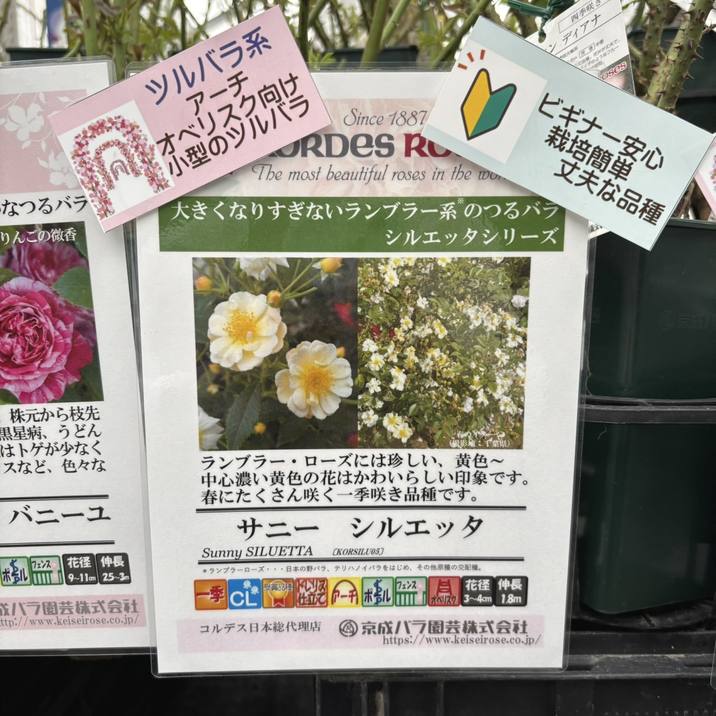 バラ大苗 サニー シルエッタ 4.5号ロングポット 京成バラ園芸｜花木04