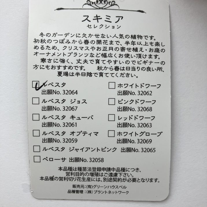スキミア ルベスタ 3号｜花木04-PA | 花木・庭木 | 赤塚植物園