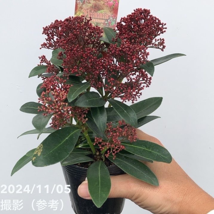 杉山様出品ページ 楽天市場】杉野フーズ ほぐし鮭 180g 1缶 お取り寄せ お土産 土産 お