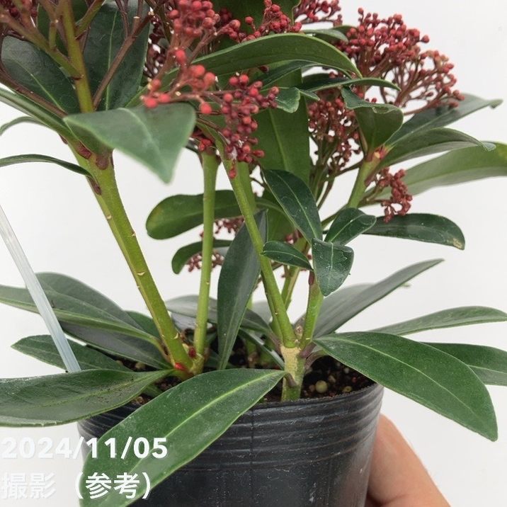 スキミア ルベスタ 3号｜花木04-PA | 花木・庭木 | 赤塚植物園