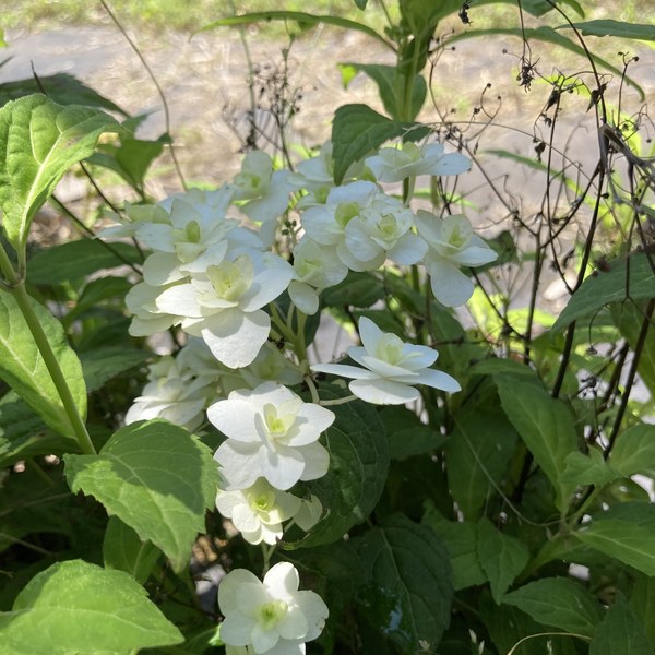 ヤマアジサイ 4号 富士の滝 フジノタキ（34）｜花木01-D1 | 赤塚植物園