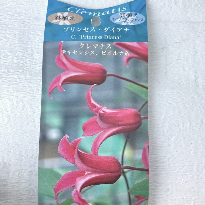 クレマチス テキセンシス ビオルナ系 プリンセス・ダイアナ 4号｜草花