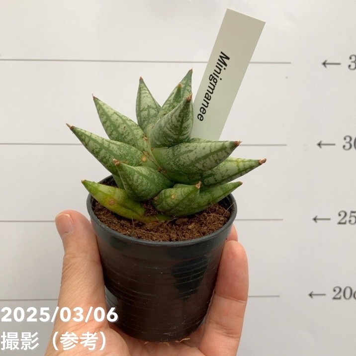 サンスベリア 3号角鉢 ミンマニー Mingmanee 6-7cmポット投げ込み仕様