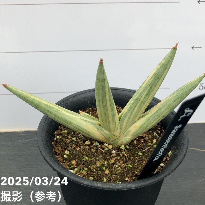 期間限定10％OFF！】【激レア！現品お届け】サンスベリア 3.5号 雪女