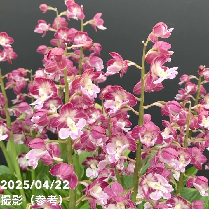 エビネ エビネ蘭 蘭 苗 〘 e 9 〙 超激 希少 エビネ エビネ蘭 蘭