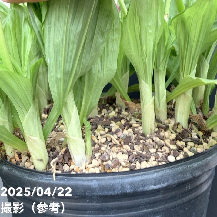 現品お届け】エビネ 9号（1）｜洋蘭10-TU | 草花,洋ラン | 赤塚