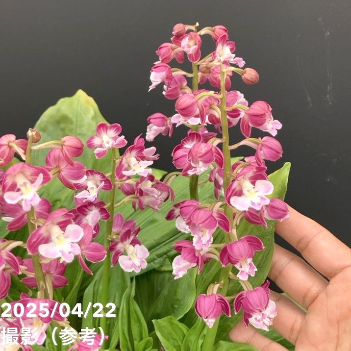 エビネ　エビネ蘭　蘭　苗　〘 e 9 〙 超激 希少 エビネ エビネ蘭 蘭 苗 〘 e 9 〙 超激 希少