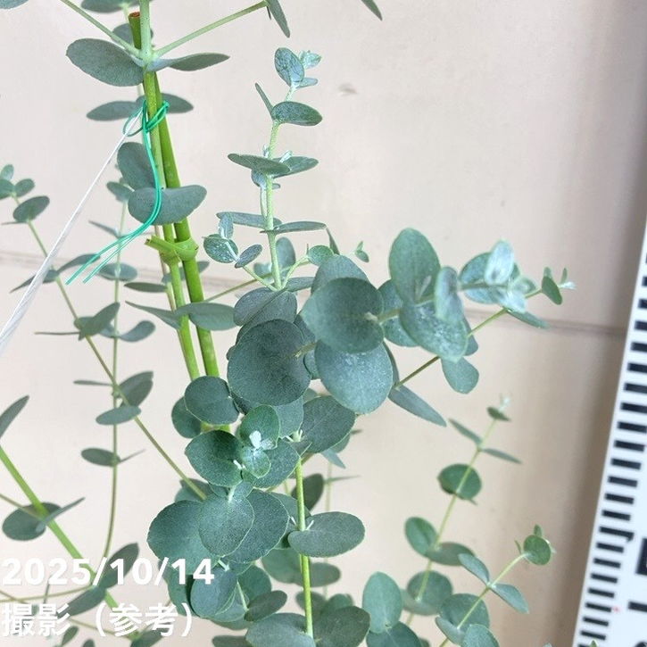 ユーカリグニー 6号｜花木04-PA | 花木・庭木,[記念樹・シンボル