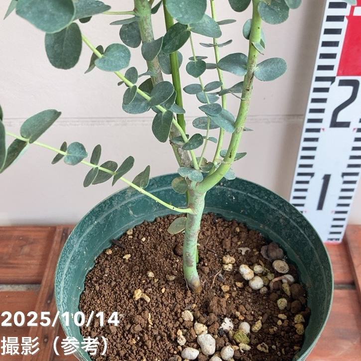 大きめ　ユーカリ　グニー　セメント鉢植え　苗　苗木　シンボルツリー 大きめ ユーカリ グニー セメント鉢植え 苗 苗木 シンボルツリー