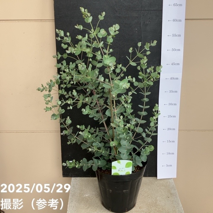 ボリューム株　ユーカリグニー　鉢植え　苗木　シンボルツリー ボリューム株 ユーカリグニー 鉢植え 苗木 シンボルツリー