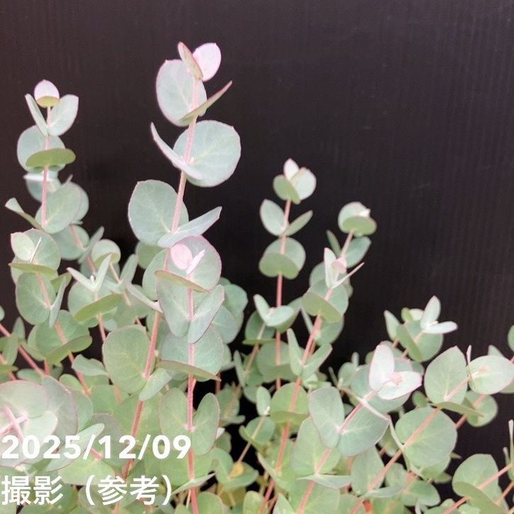 ユーカリグニー 6号｜花木10-TU | 花木・庭木,[記念樹・シンボルツリー