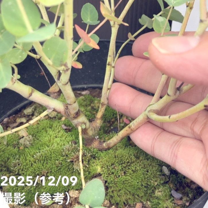 ユーカリグニー 6号｜花木10-TU | 花木・庭木,[記念樹・シンボルツリー