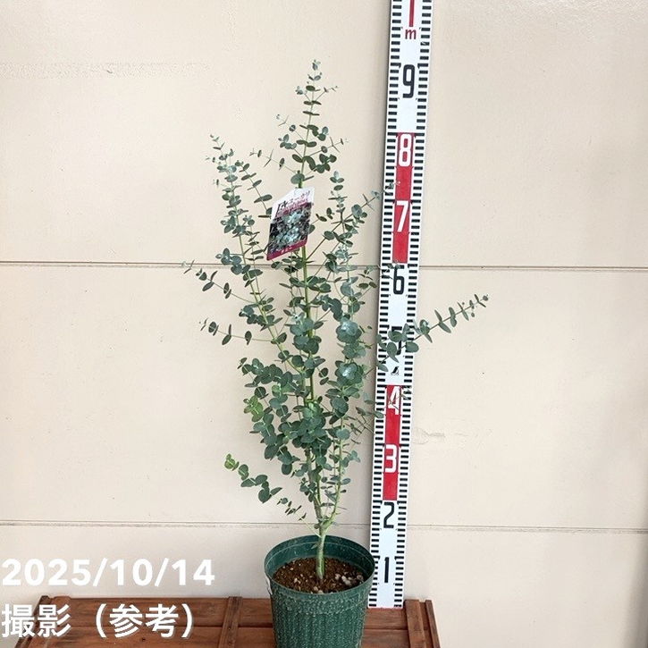 大きめ　ユーカリ　グニー　セメント鉢植え　苗　苗木　シンボルツリー 大きめ ユーカリ グニー セメント鉢植え 苗 苗木 シンボルツリー