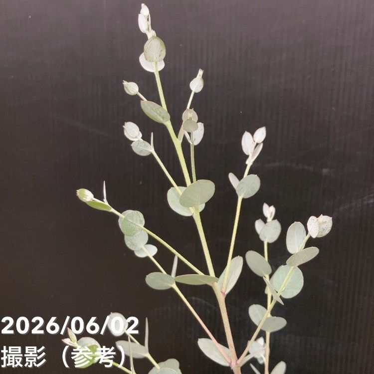 【65周年記念セール】ユーカリ グニー 6号|花木10-TU