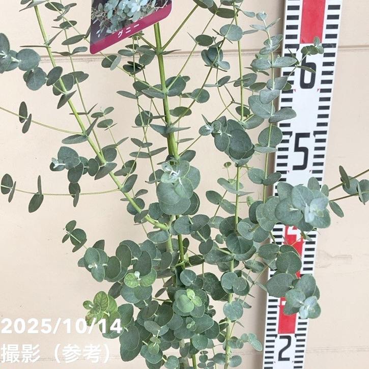 ユーカリグニー 6号｜花木04-PA | 花木・庭木,[記念樹・シンボル