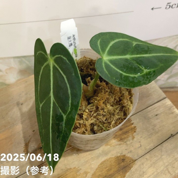 その他観葉植物 Anthurium regale アンスリウム レガレ(コロンビア/ペルー) 「Anthurium regale