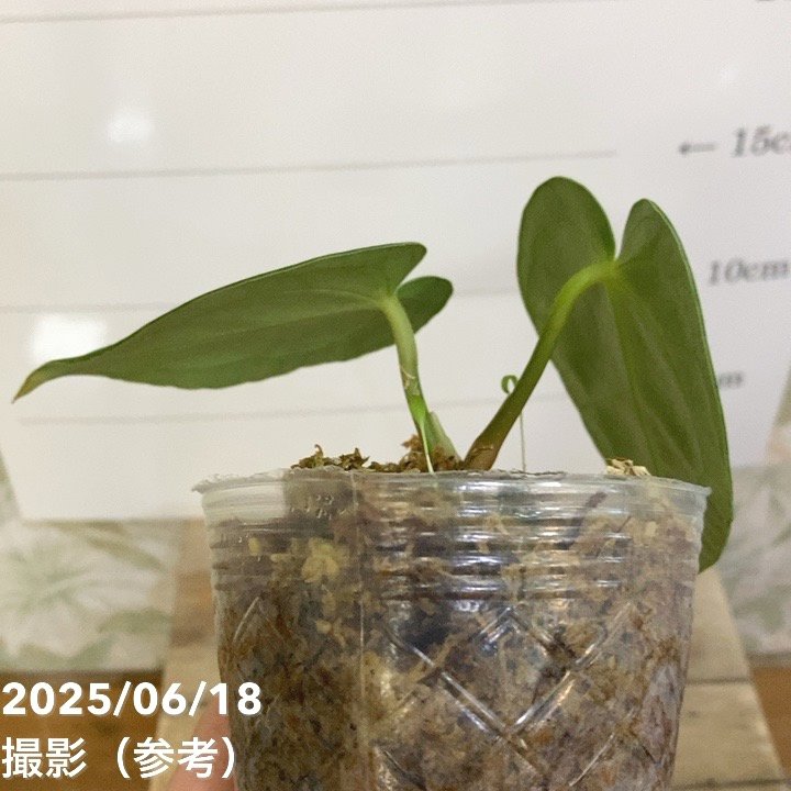 アンスリウム レガレ 皇火燭 Anthurium regale 2.5号｜観葉04-PA