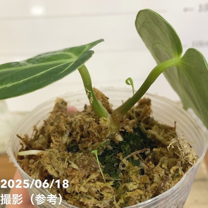アンスリウム レガレ 皇火燭 Anthurium regale 2.5号｜観葉04-PA