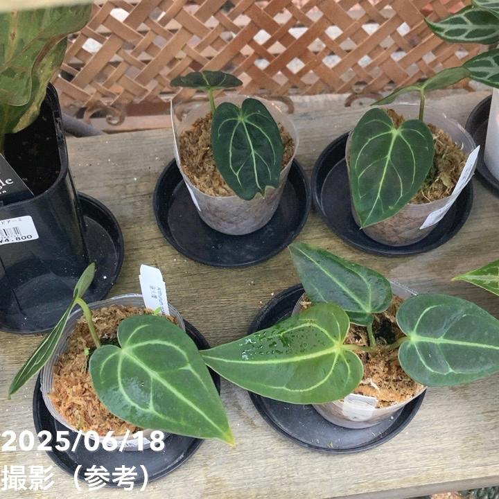 アンスリウム レガレ 皇火燭 Anthurium regale 2.5号｜観葉04-PA