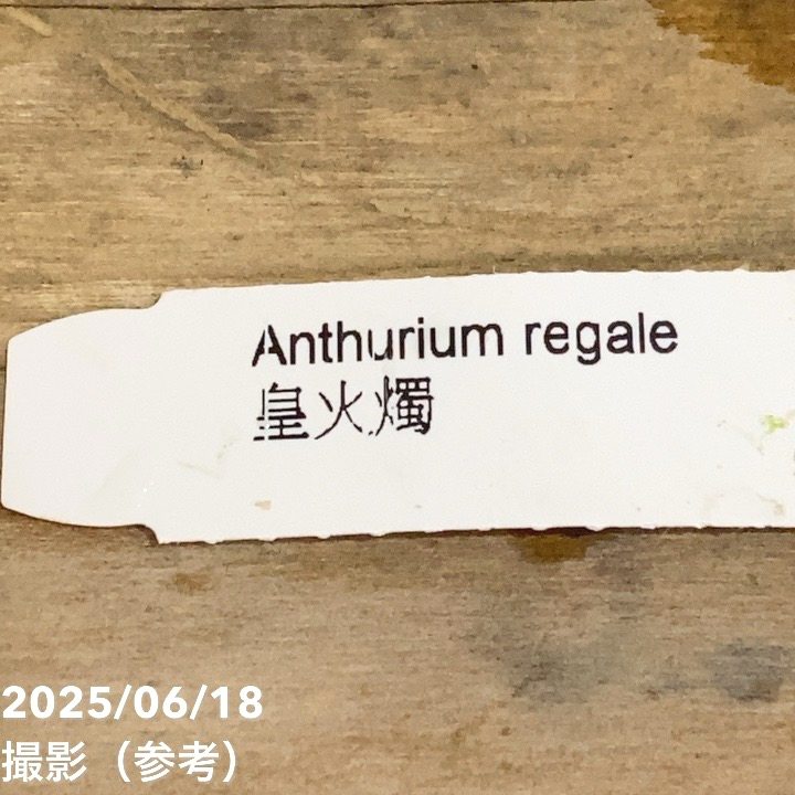 アンスリウム レガレ 皇火燭 Anthurium regale 2.5号｜観葉04-PA