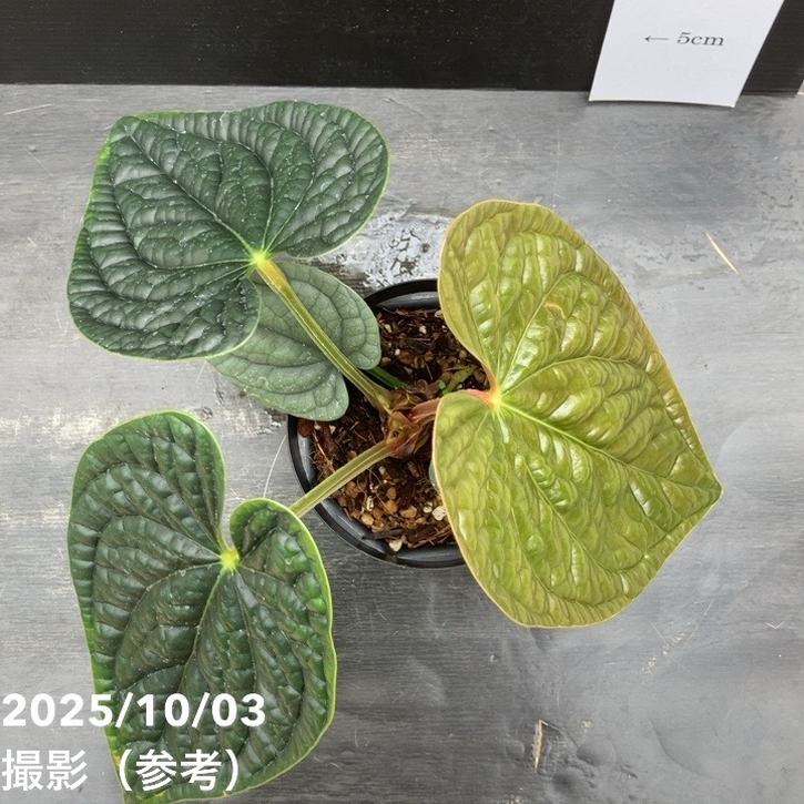 秋セール対象商品】【現品お届け】アンスリウム ルクスリアンス