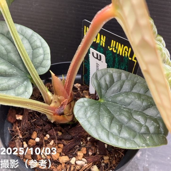 秋セール対象商品】【現品お届け】アンスリウム ルクスリアンス