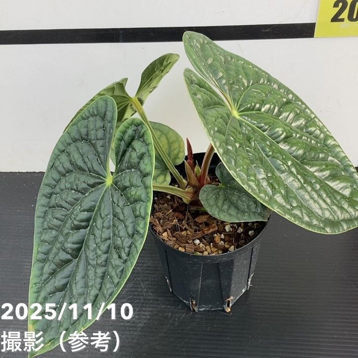 【期間限定10%OFF!】【現品お届け】アンスリウム ルクスリアンス Anthurium luxrians 4号(1)|観葉10-TU